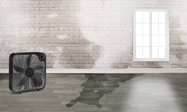 Best Flood damage cleanup  in Chula Vista, TX